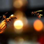 bee-2984342_1920