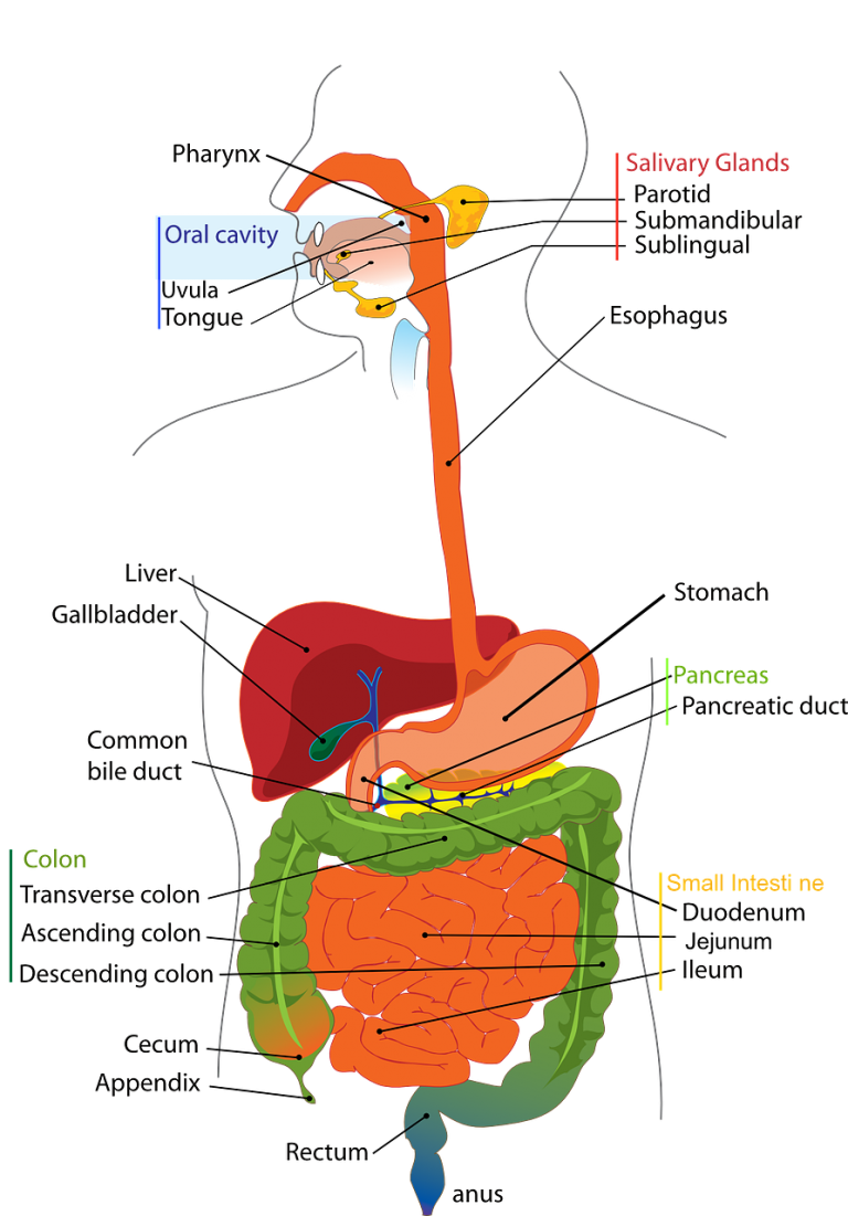 digestive-41529_1280