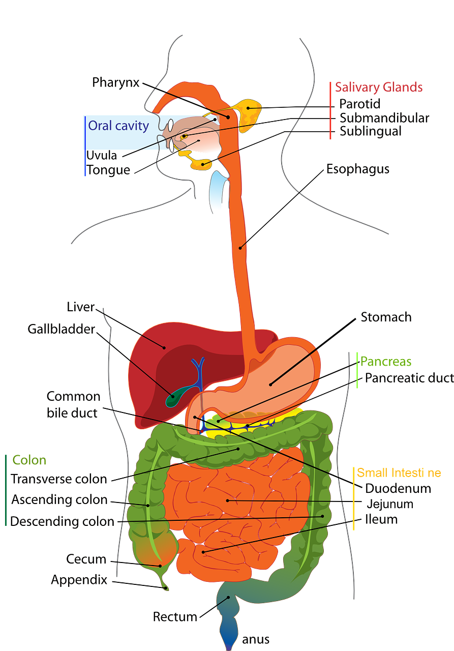 digestive-41529_1280