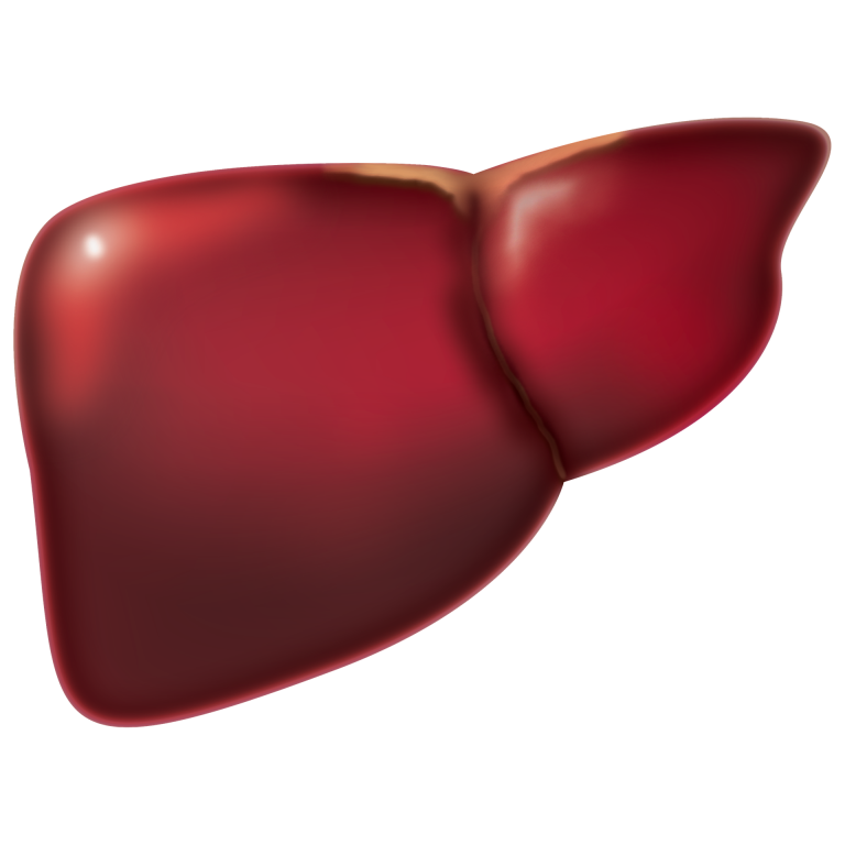 liver-gf01527459_1920