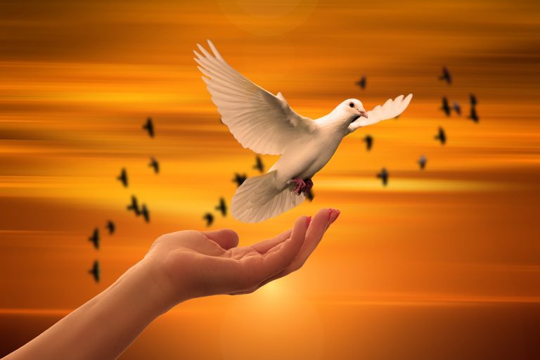dove-g70c9ba9d1_1920