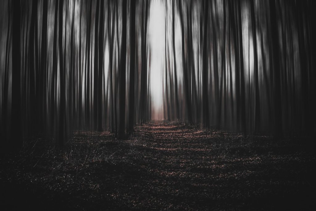 forest-gb147d098f_1920