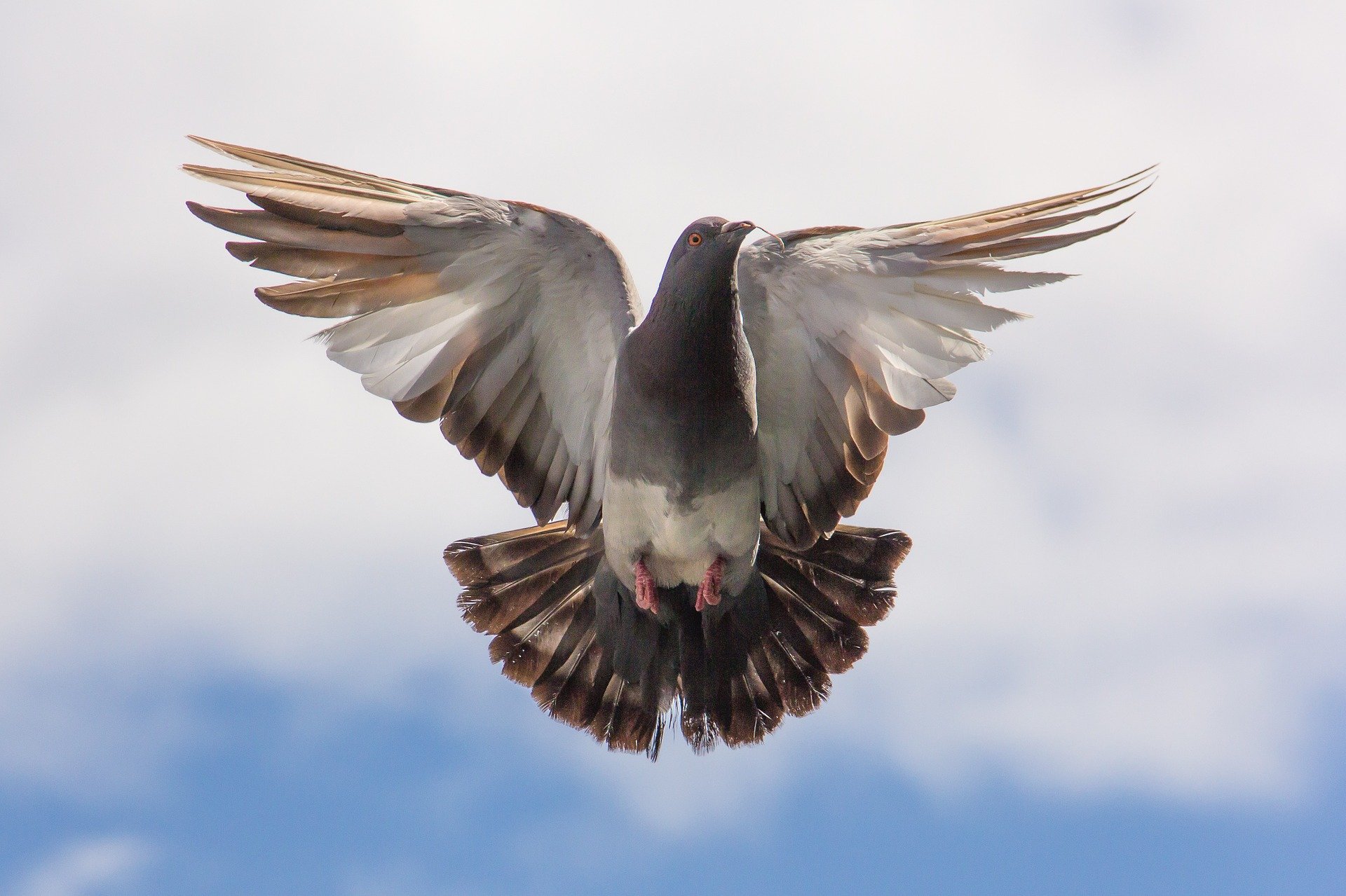 pigeon-gc0bd39b7b_1920