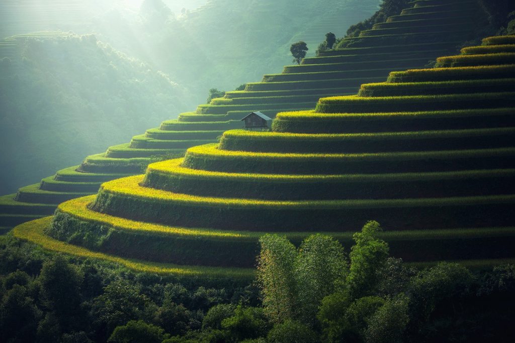 rice-plantation-gfc18f13aa_1920