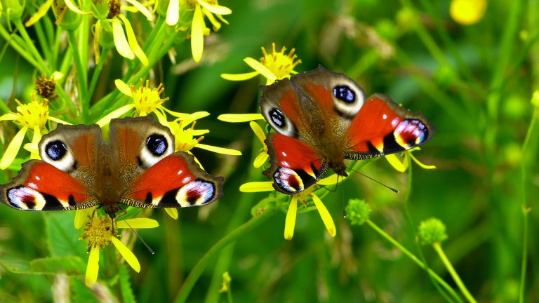 butterflies-g5155f871c_1920