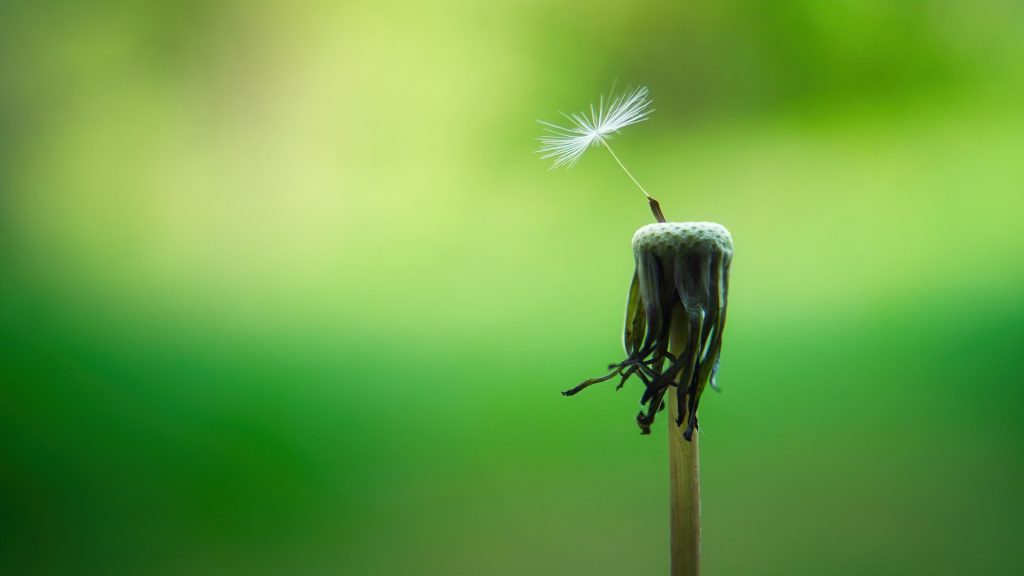 dandelion-gb049b8f05_1920