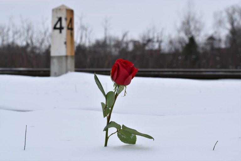 red-rose-in-snow-gb27e54bdf_1920