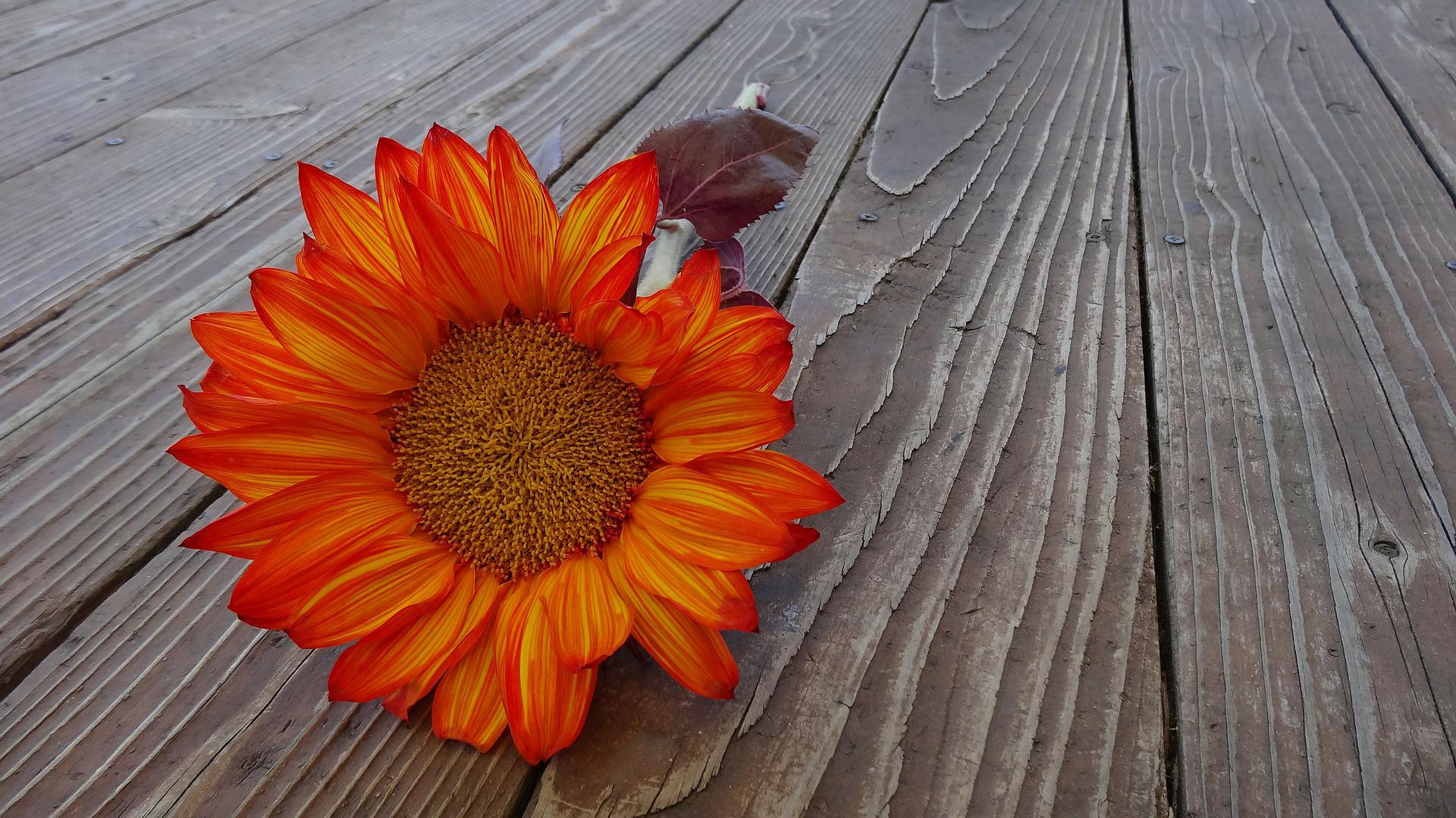 sunflower-g8fd855c06_1920
