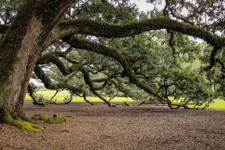 virginia-live-oak-gb030306c4_1920