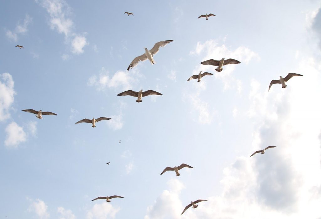 seagulls-g7156b0c73_1920