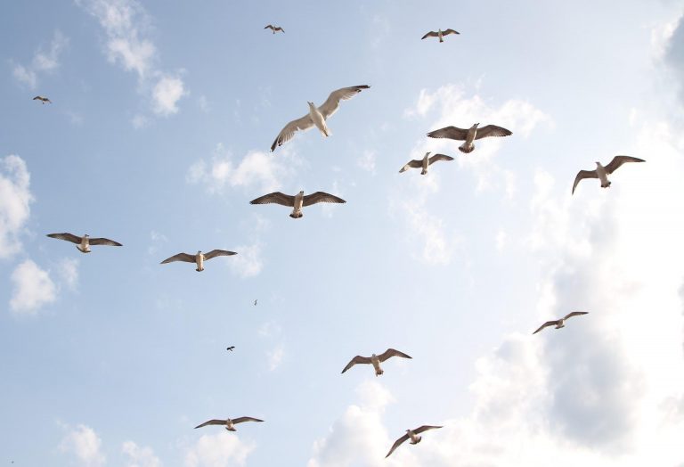 seagulls-g7156b0c73_1920