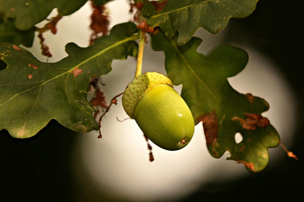 acorn-geae3eb024_1920