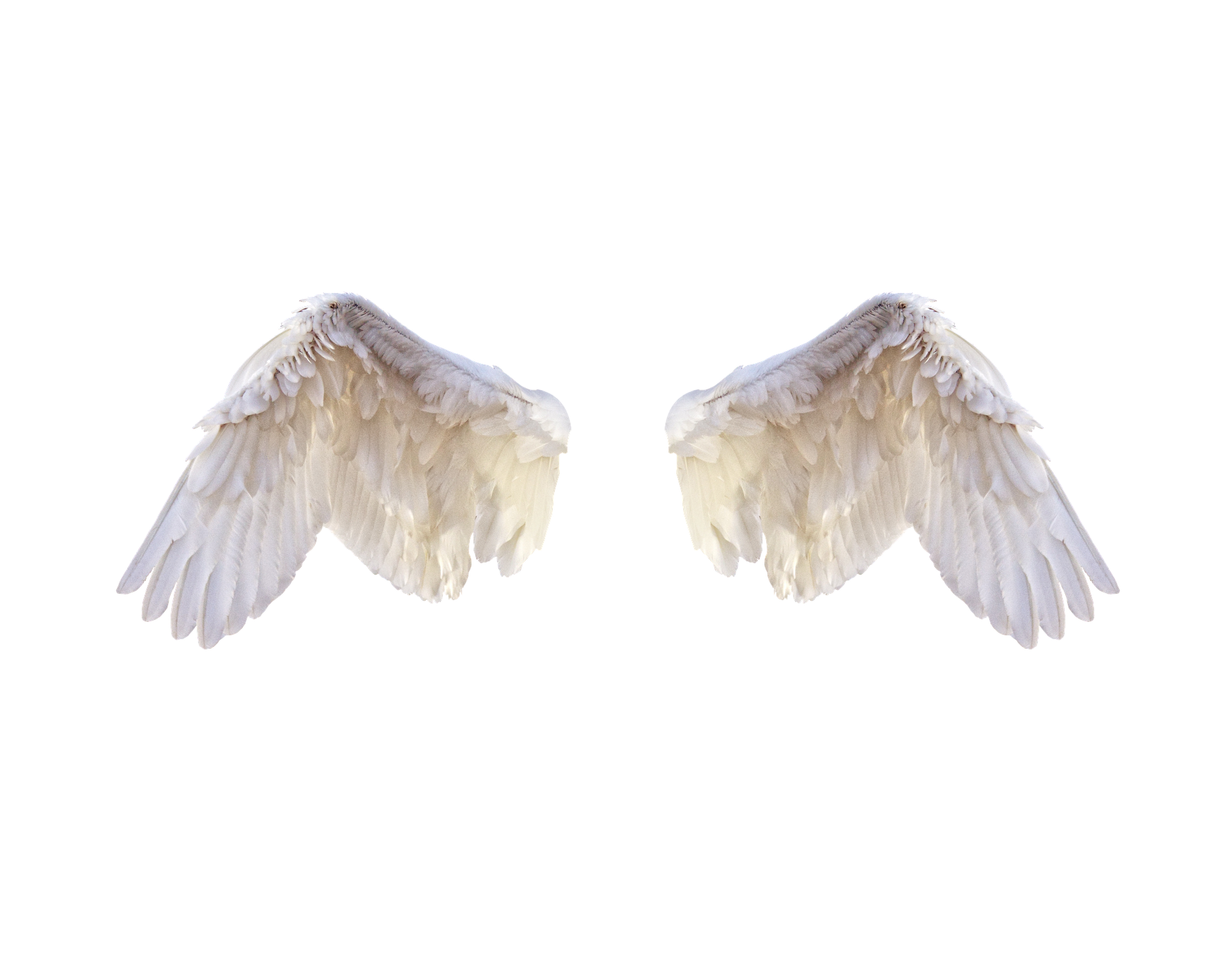 birds-gd06660ff8_1920