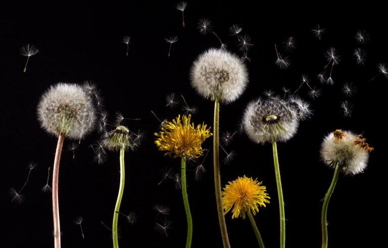 dandelions-g490164af0_1920