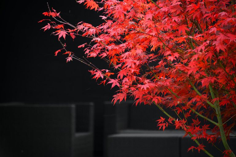 red-maple-ge0e71052e_1920