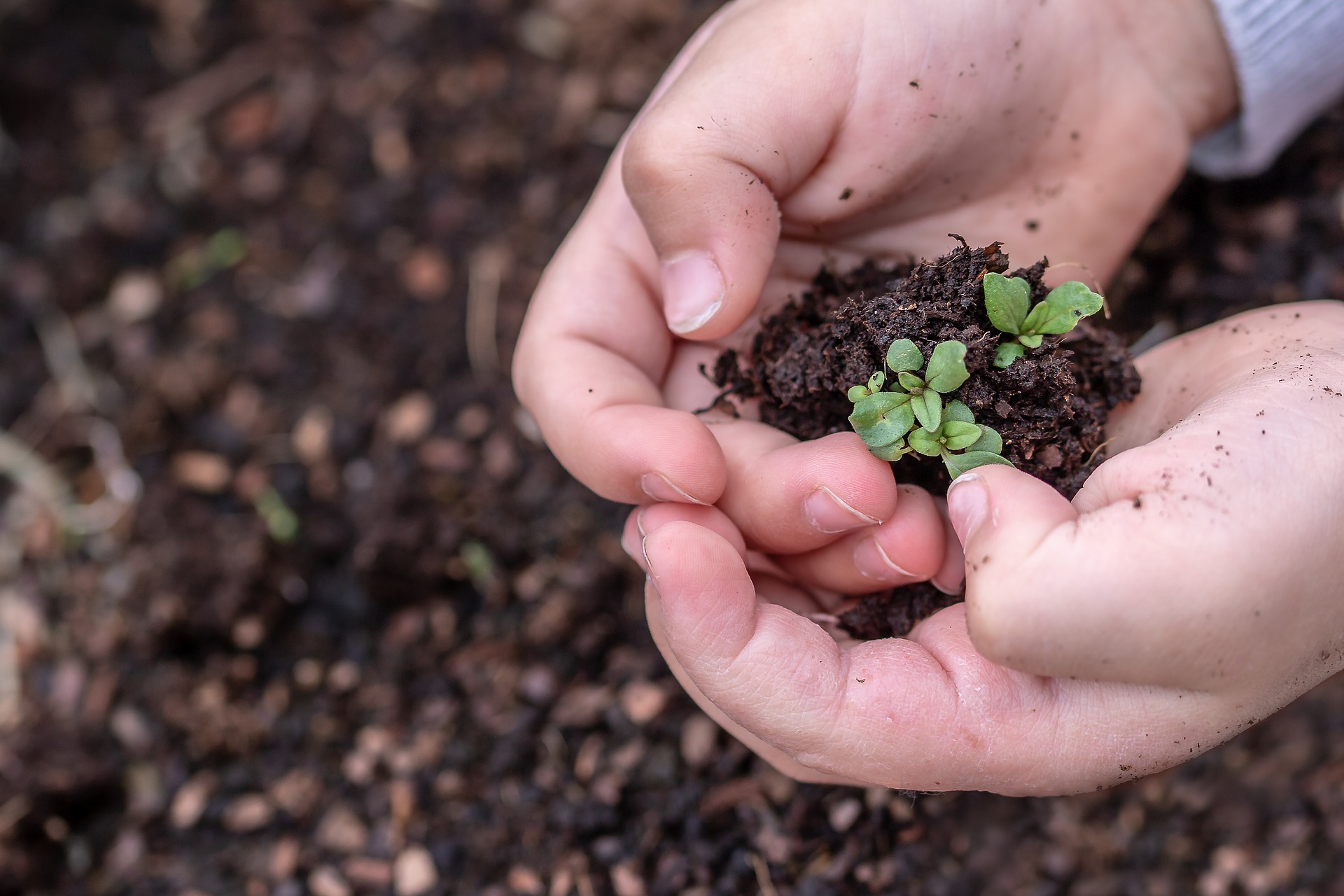 seedlings-g4b5445a25_1920