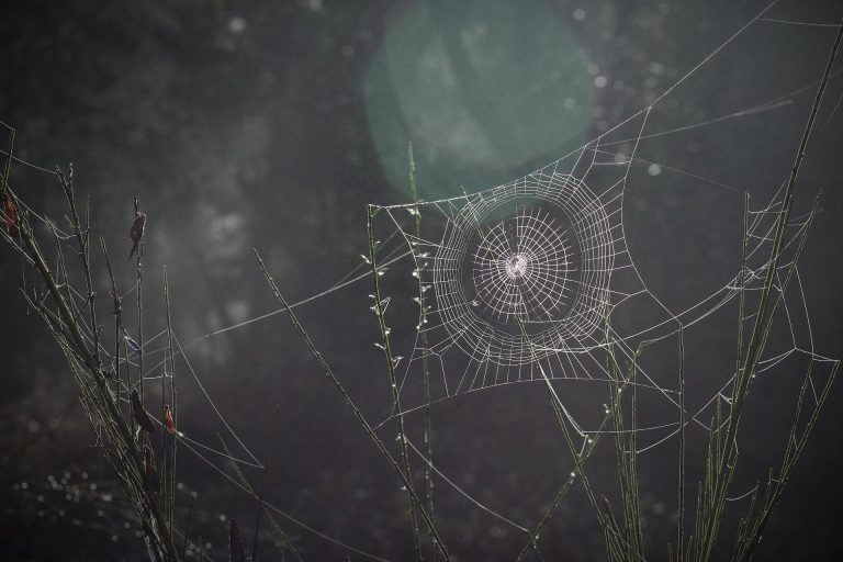 spider-web-gbda5ffb58_1920