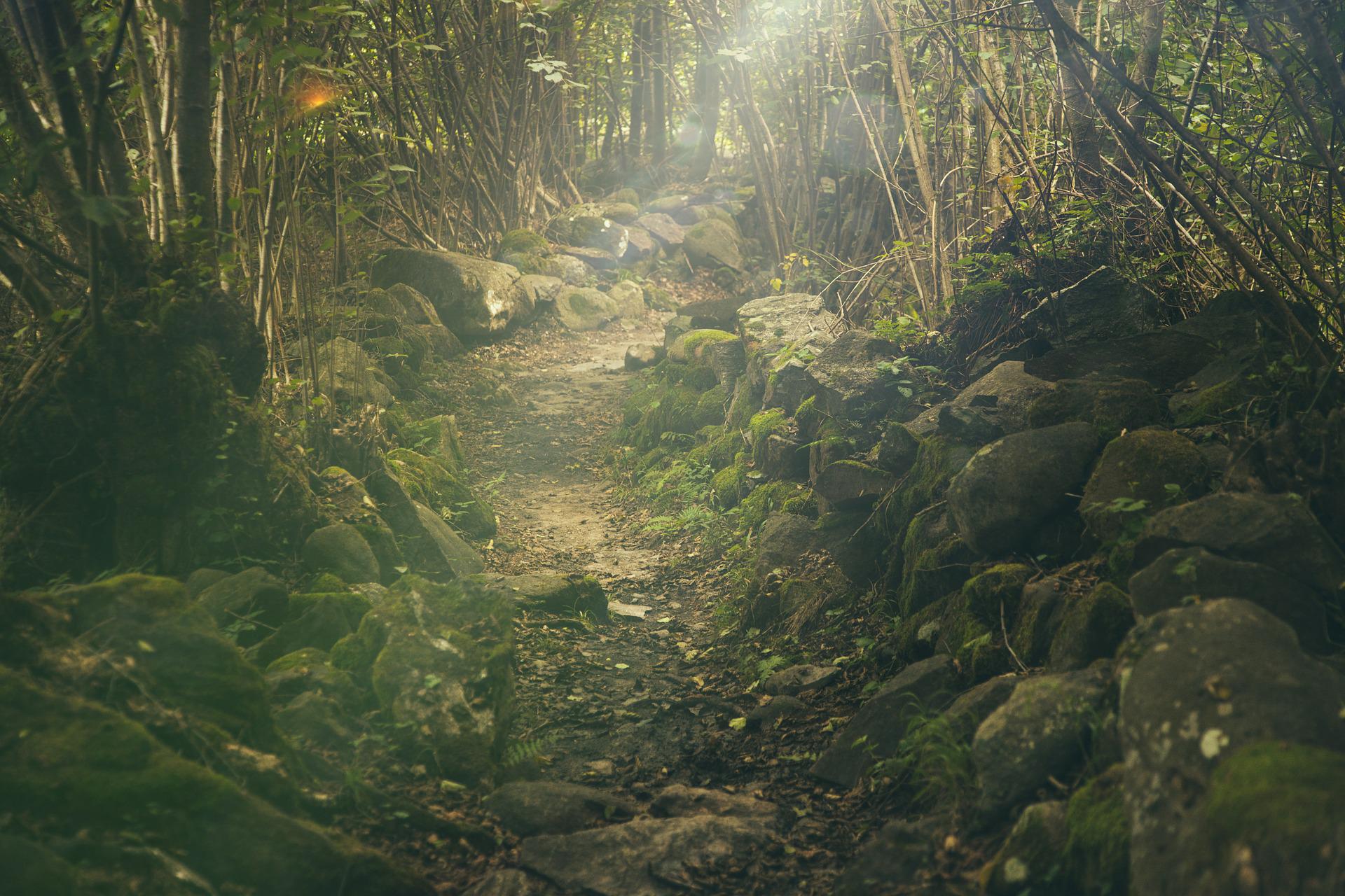 forest-gf81e7f814_1920