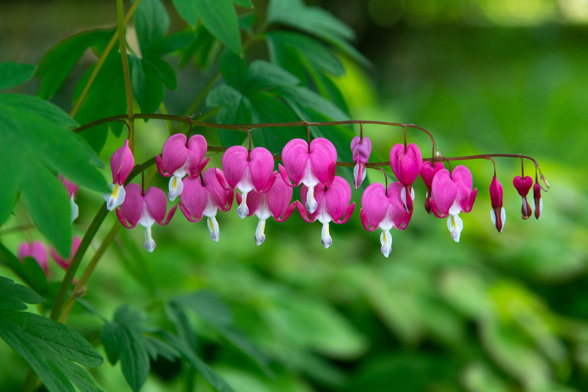 plant-gd314a681b_1920
