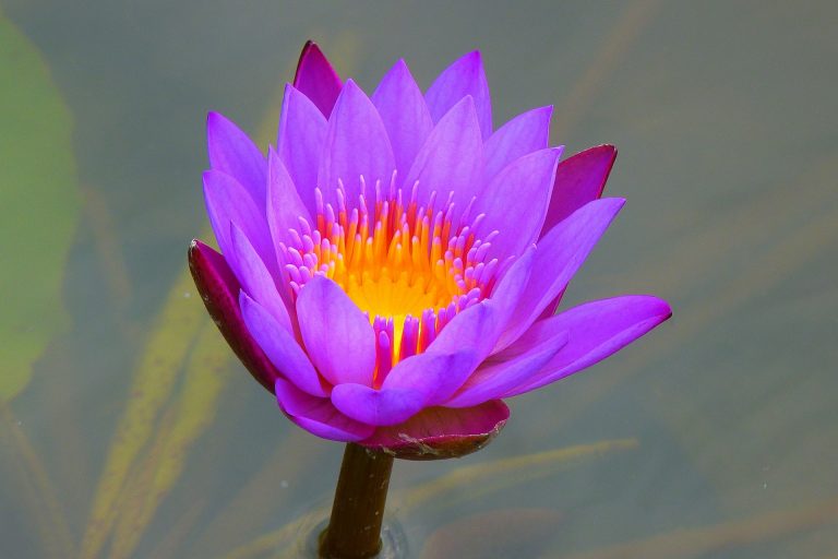 water-lily-g496758d91_1920