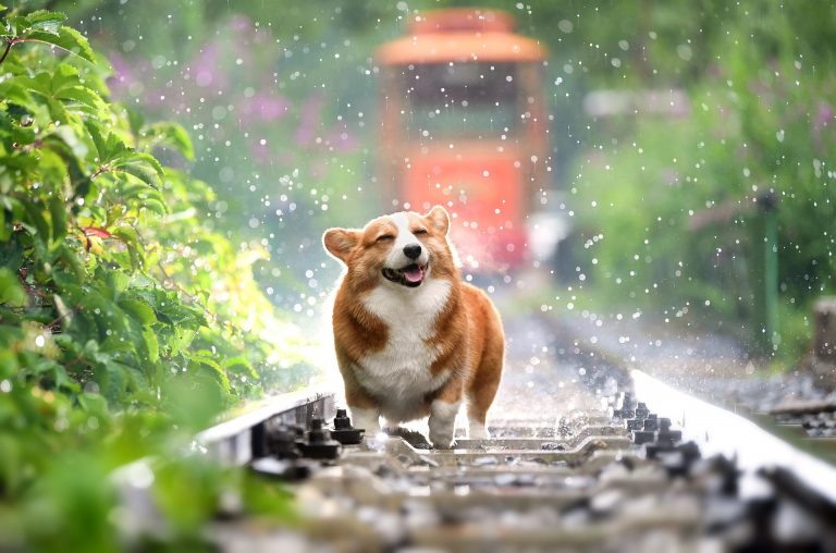 corgi-gdc796b25e_1920