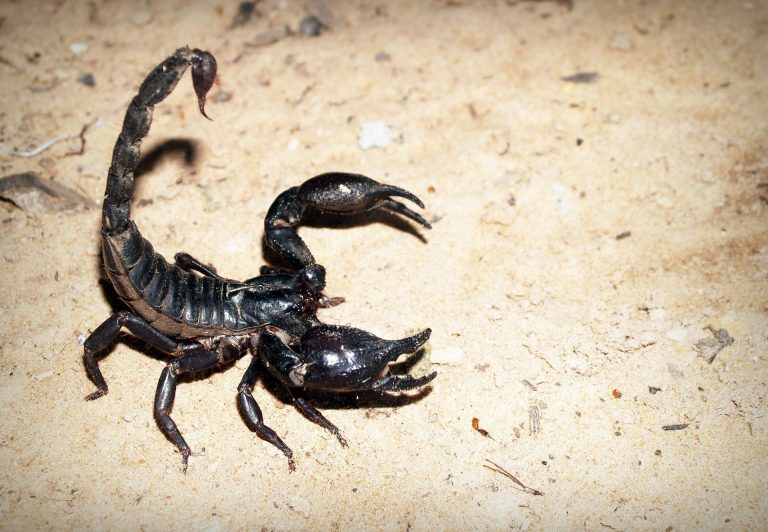 scorpion-g71d7c9927_1920