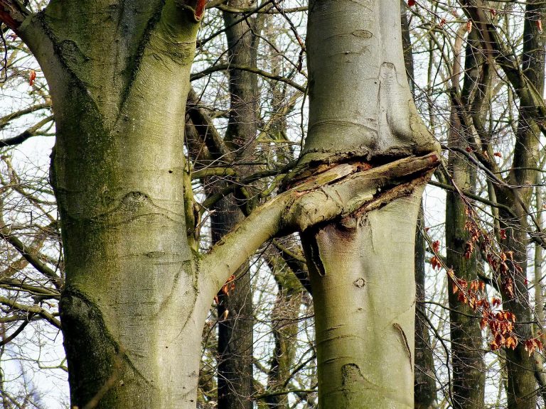 trees-gb7aa66321_1920