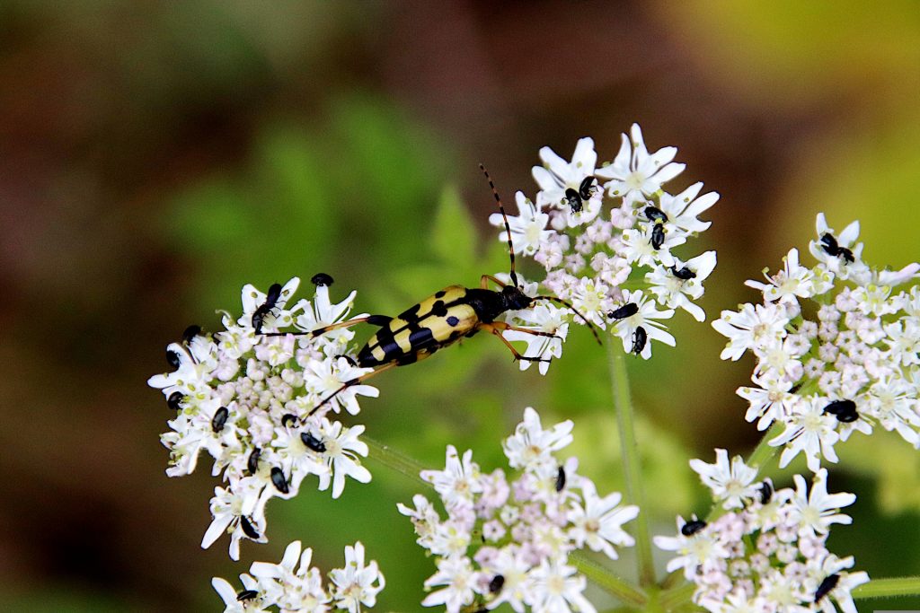 flowers-g869f7628a_1920