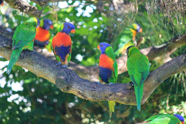 rainbow-lorikeets-g6527744ac_1920