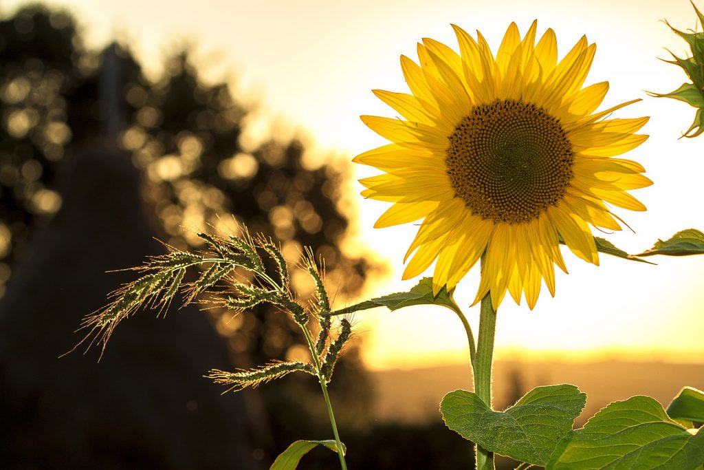 sunflower-g612e875f1_1920