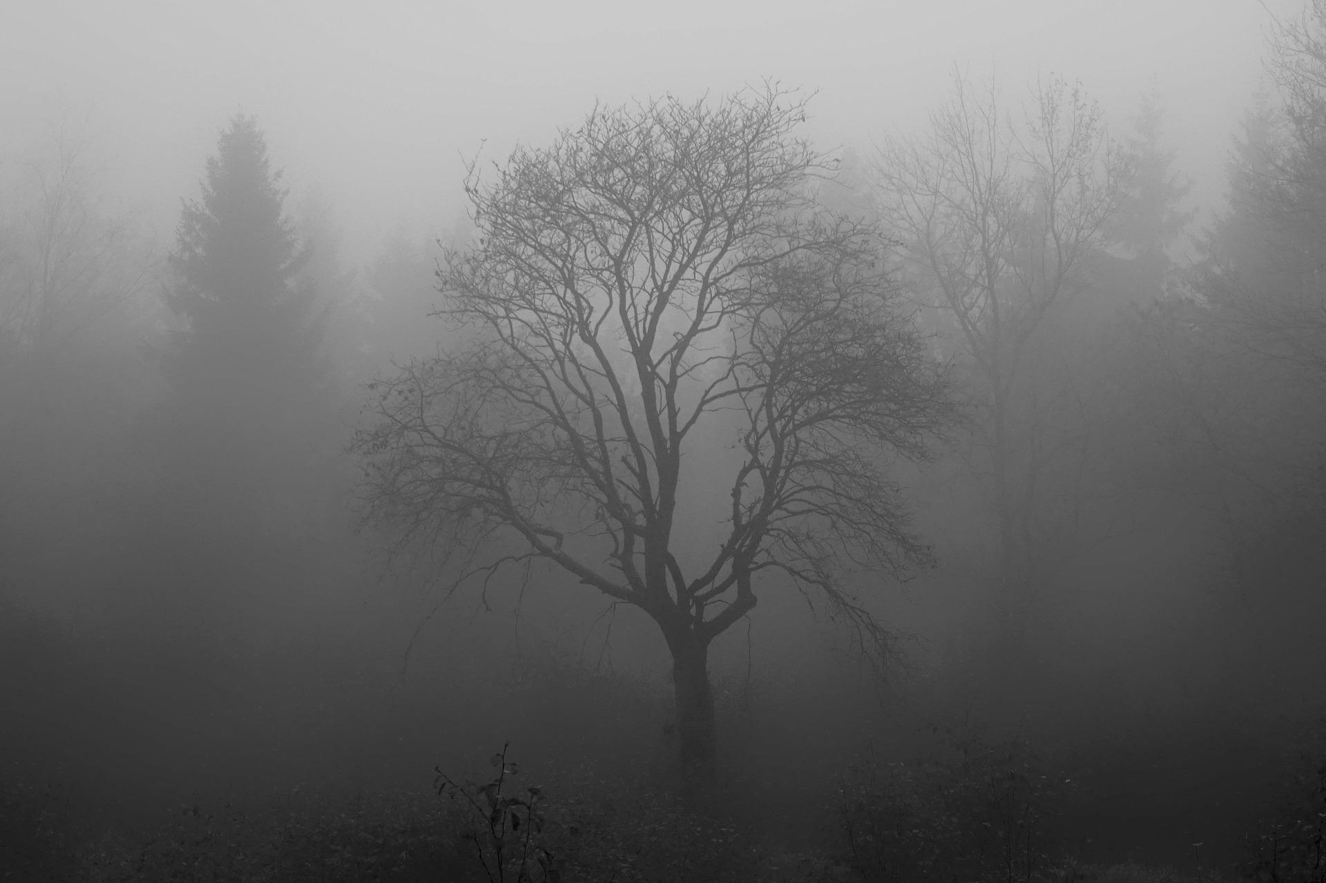 tree-gfa62eec4e_1920