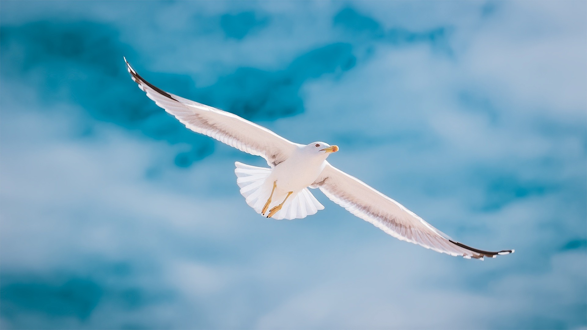 bird-g5a339cec5_1920