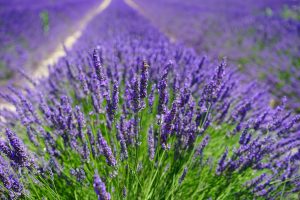 lavender-g90d9ee62d_1920