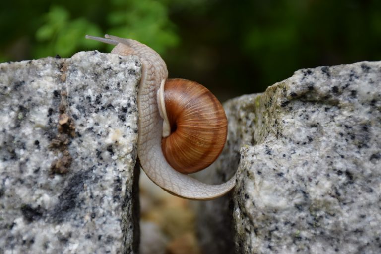 snail-g68e80484b_1920