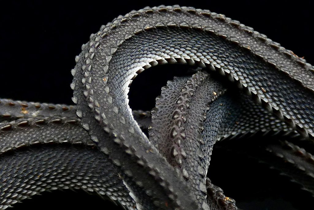 1200px-Dragon_Snake_Scalation