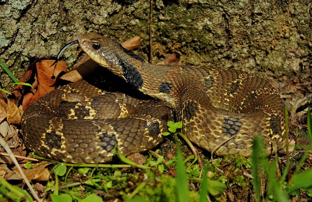 1200px-Eastern_Hognose_Snake_(Heterodon_platirhinos)_(17130316660)