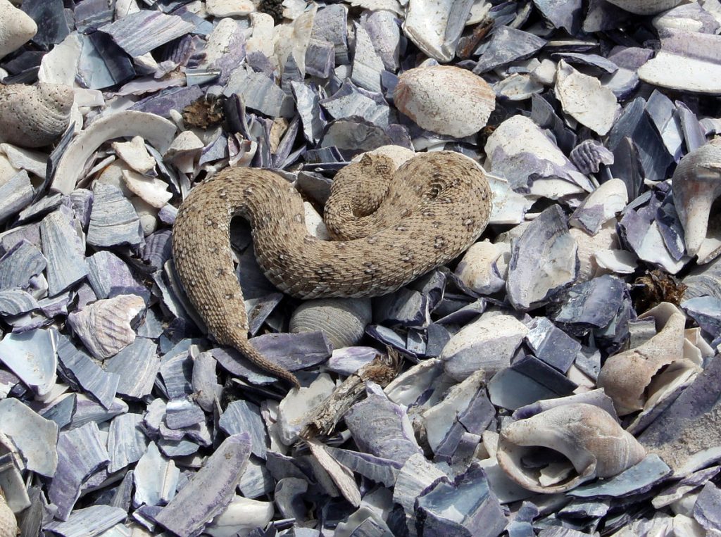 1200px-Namaqua_dwarf_adder,_Namaqualand,_Northern_Cape,_South_Africa