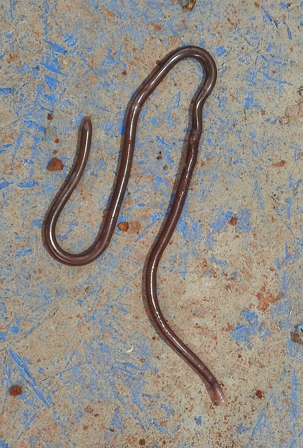 608px-Brahminy_Blind_Snake_Indotyphlops_braminus_by_Dr._Raju_Kasambe_DSCN4869_(7)