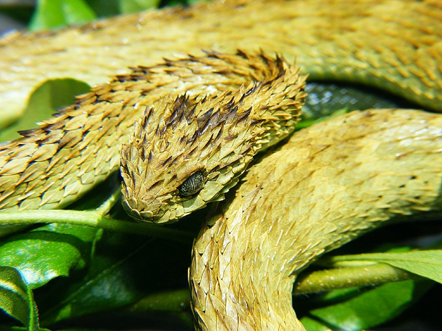 Atheris_hispida