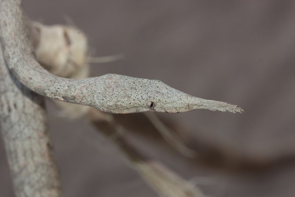 Female_Langaha_madagascariensis