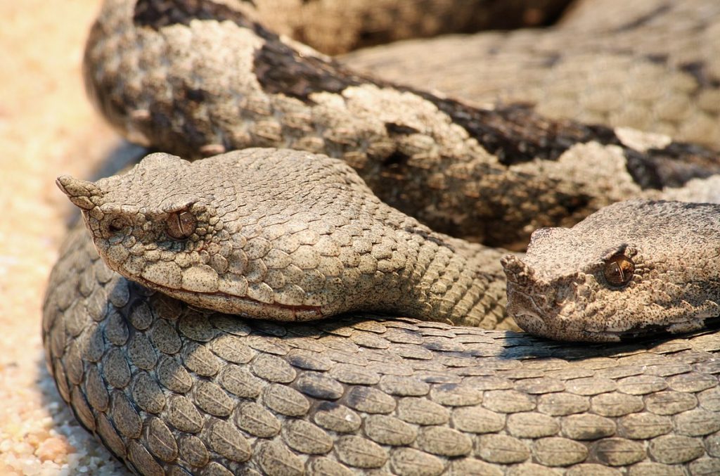 Hornotter_Vipera_ammodytes