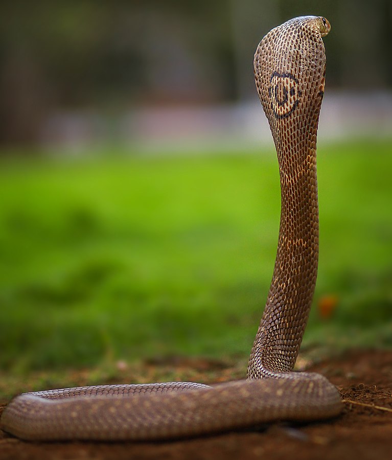 Monocled_cobra_(cropped)