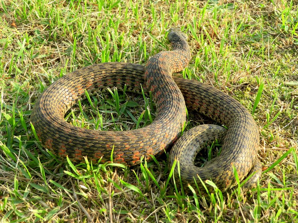 Rhabdophis_tigrinus_in_Ochiai_park_-_3