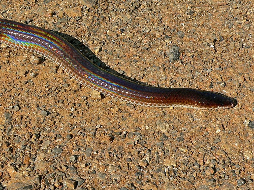 Sunbeam_Snake_(Xenopeltis_unicolor)_(7109771205)