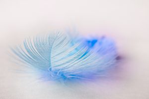 bird-feather-ge00aff8a8_1920