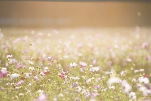 cosmos-flowers-g9043e3e8e_1920