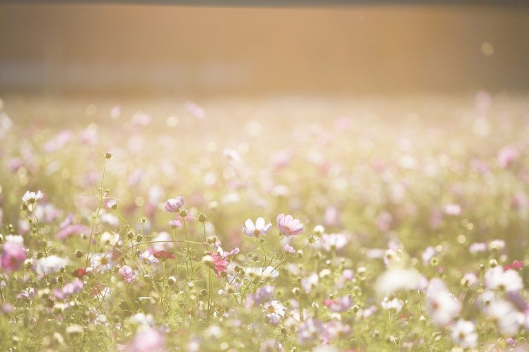 cosmos-flowers-g9043e3e8e_1920