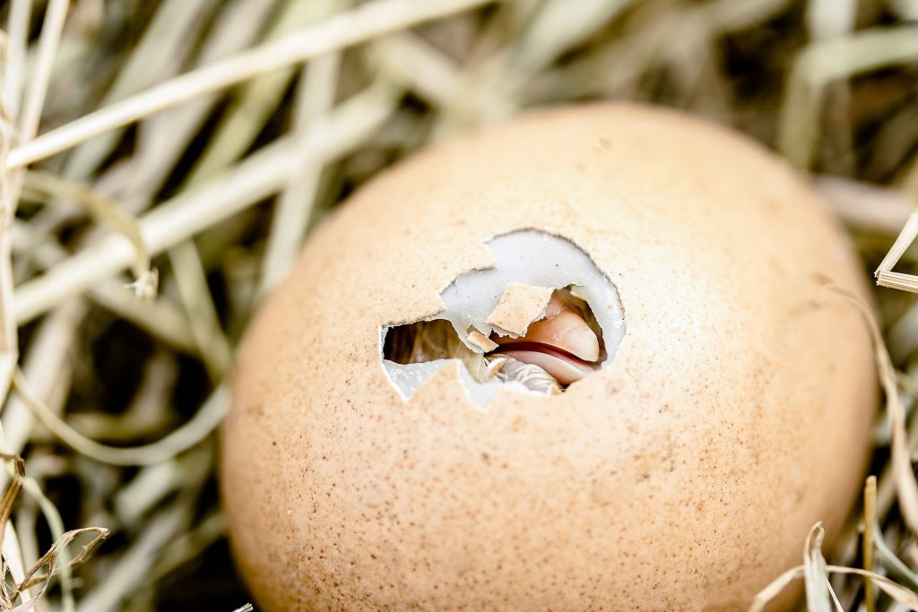 hatching-chicks-gf942c41f8_1920