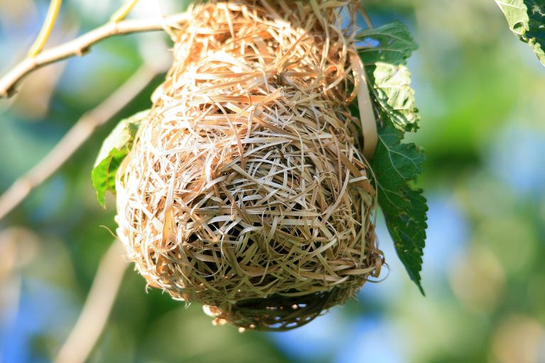 birds-nest-1776717_1920