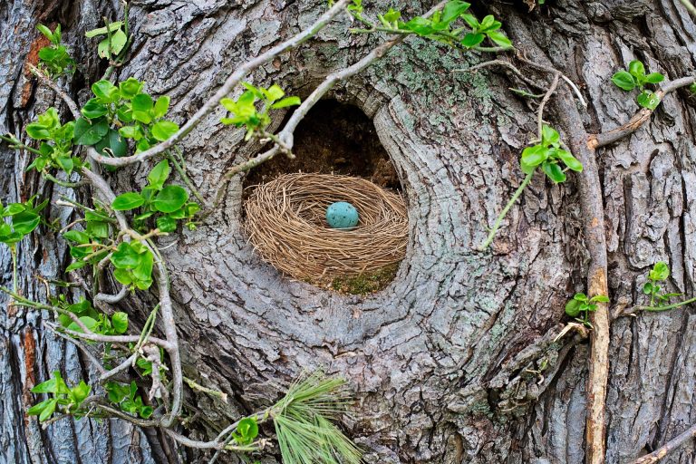 birds-nest-3404743_1920